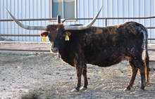 SH Brindle Buzz 41/6