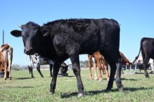 TH Red Hot Peanuts Heifer Calf