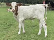 Kimmey Bull Calf